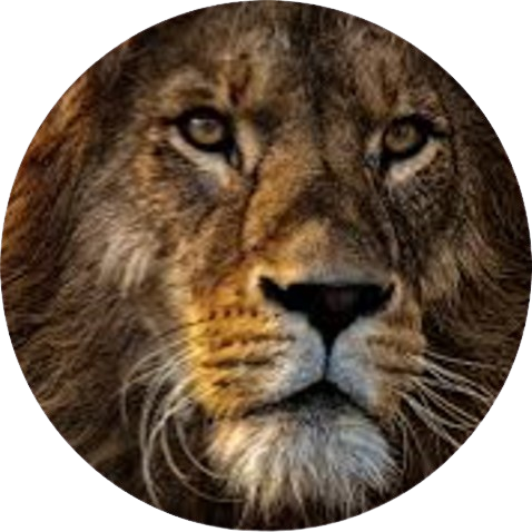 Lion's Class